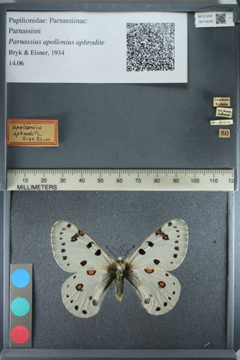 Media type: image;   Entomology 174240